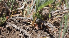 Pentachaeta aurea aurea