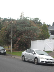 Eucalyptus perriniana