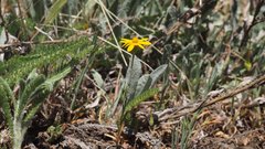 Pentachaeta aurea aurea