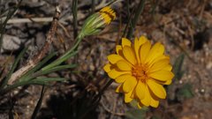 Pentachaeta aurea aurea