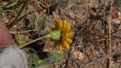 Pentachaeta aurea aurea