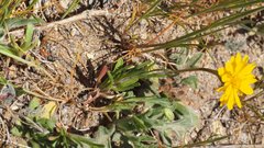 Pentachaeta aurea aurea