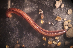 Aniulus