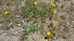 Pentachaeta aurea aurea