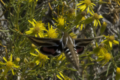 Hyles euphorbiarum