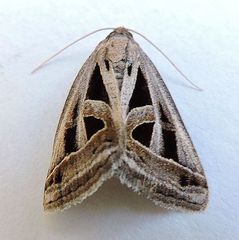 Callistege diagonalis