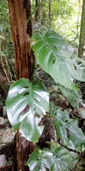 Monstera acuminata