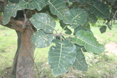 Ficus platyphylla