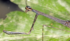 Macromusonia conspersa