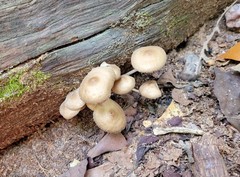Mycena galericulata