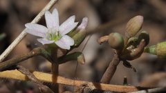 Claytonia parviflora viridis