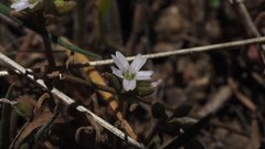 Claytonia parviflora viridis