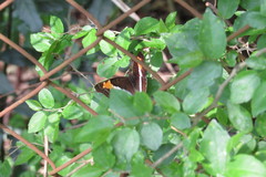 Doxocopa laurentia laurentia