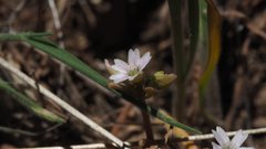 Claytonia parviflora viridis