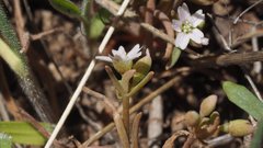 Claytonia parviflora viridis