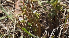 Claytonia parviflora viridis