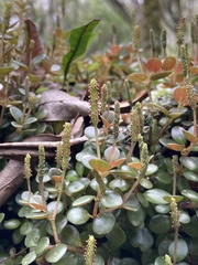 Peperomia catharinae
