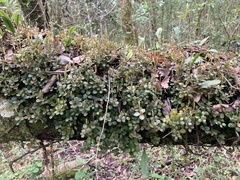 Peperomia catharinae