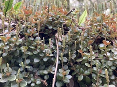 Peperomia catharinae