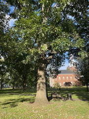 Quercus macrocarpa