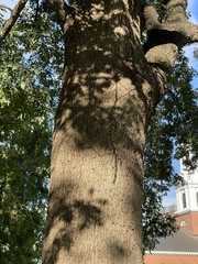 Quercus macrocarpa