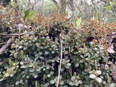 Peperomia catharinae