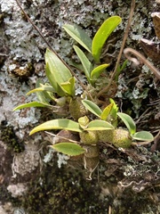 Gomesa bifolia