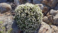 Ericameria cuneata macrocephala