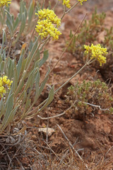 Eriogonum brevicaule cottamii