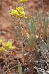 Eriogonum brevicaule cottamii