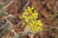 Eriogonum brevicaule cottamii
