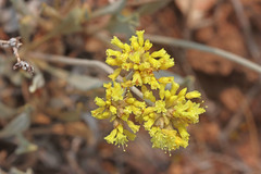 Eriogonum brevicaule cottamii