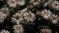 Ericameria cuneata macrocephala