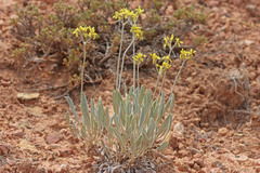 Eriogonum brevicaule cottamii
