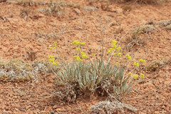 Eriogonum brevicaule cottamii