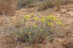 Eriogonum brevicaule cottamii