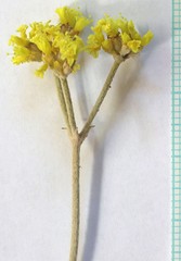 Eriogonum brevicaule cottamii