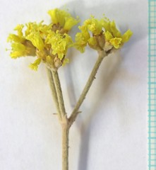 Eriogonum brevicaule cottamii