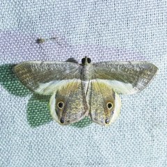 Opisthoxia formosante