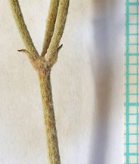 Eriogonum brevicaule cottamii