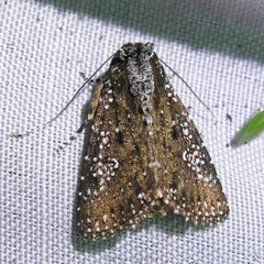 Condica pagetophagus