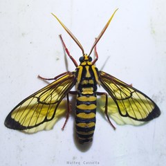 Isanthrene cazador