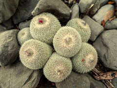 Epithelantha unguispina unguispina
