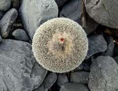 Epithelantha unguispina unguispina