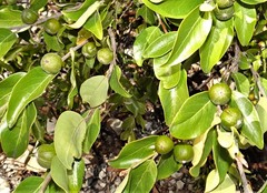 Petalostigma