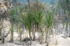 Zostera nigricaulis