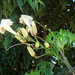 Radermachera sinica - Photo (c) Phil Bendle,  זכויות יוצרים חלקיות (CC BY-NC), הועלה על ידי Phil Bendle