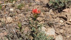 Castilleja martini martini