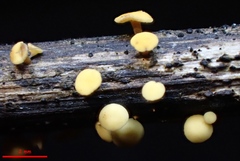 Hymenoscyphus scutula