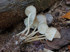 Mycena galericulata